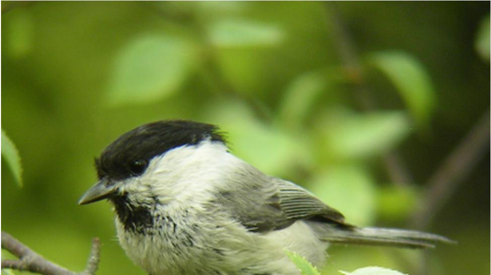 Sex-determination in field/hand Willow tit Sexes are similar
