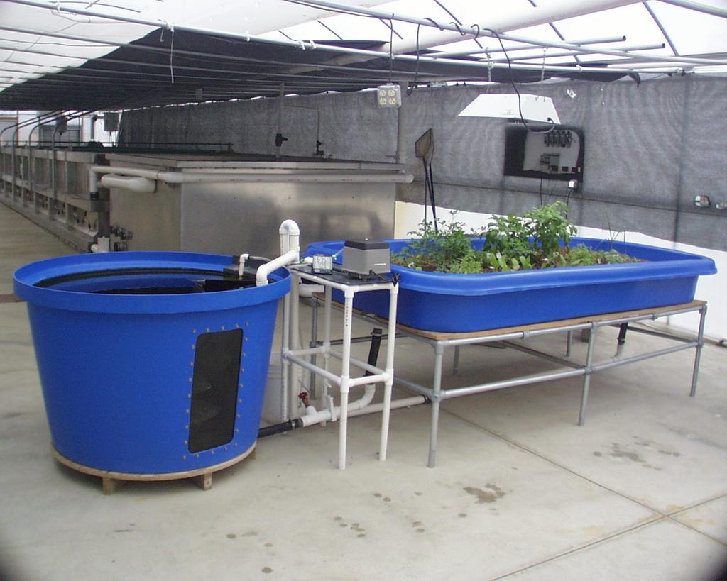 your Aquaponic System