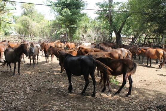 Parasitic Zoonoses in South
