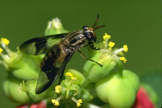 Glossinidae Glossina sp (Trypanosomiasis) Tabanidae Muscidae Tabanus sp