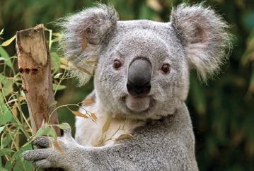 SIZE Adult koalas can weigh from 9 to 33 pounds (4 to 15 kilograms) with males about 50 percent heavier than females. They are about 2 to 3 feet (60 to 85 centimeters) long.