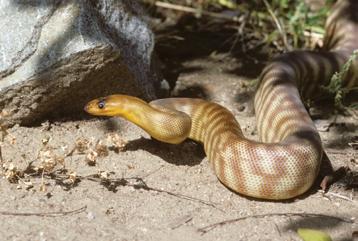 SIZE One of the larger pythons in Australia, womas usually grow to 6.5 feet (2 meters) but individuals have been seen as large as 10 feet (3 meters).