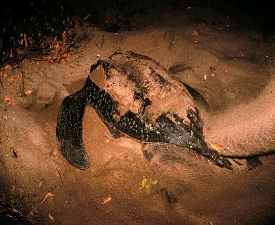 Reality at Playa Grande 1600 1400 1200 1000 800 600 400 200 0 Leatherback females Playa Grande, Costa Rica Playa Grande Leatherbacks - Dennis- Holmes Extinction Risk Analysis 1988
