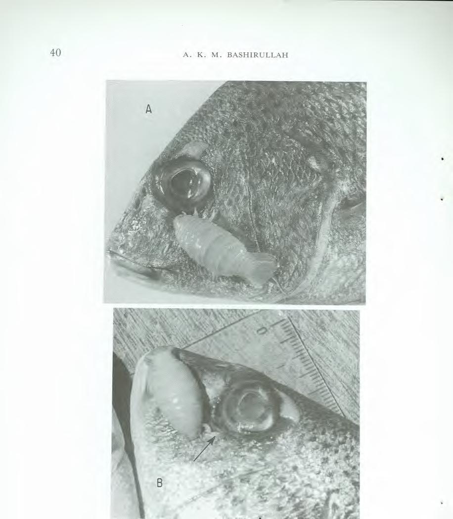 40 A. K. M. BASHIRULLAH Fig. 1. A, Anilocra laticauda H. Milne Edwards, on the orbit of eye of Orthopristis ruber; B, exposed part of skin of 0. ruber on removing the isopod, A. laticauda. Pathology.