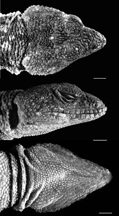 Revista Mexicana de Biodiversidad 84: 485-498, 2013 DOI: 10.7550/rmb.35733 489 Figure 2. Xenosaurus mendozai, holotype, MZFC 9443. Head and body in (left) dorsal view; and (right) ventral view.