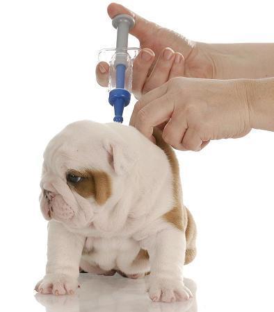 Vaccination Vaccination is a very simple, safe and useful way to protect your pet against a range of nasty diseases. All the diseases vaccinated against are highly contagious and can be fatal.
