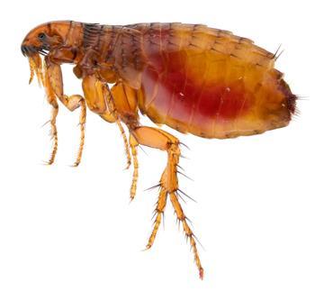 The reality is that 5% of the flea infestation is on your puppy and that 95% of the problem is actually in the environment where the various stages of the flea are developing!
