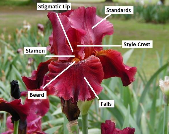 Iris Anatomy Postage and Handling 1-10 PLANTS = $11 11-50 PLANTS = $15 Please add $1.
