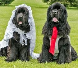Just for Fun! Conneaut Lake Bark Park Canine Wedding: garb. There were games and socialization and lots of fun.