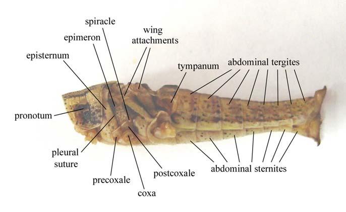 Thorax The thorax is divided into three segments, the prothorax, which bears the forelegs, the mesothorax, which bears