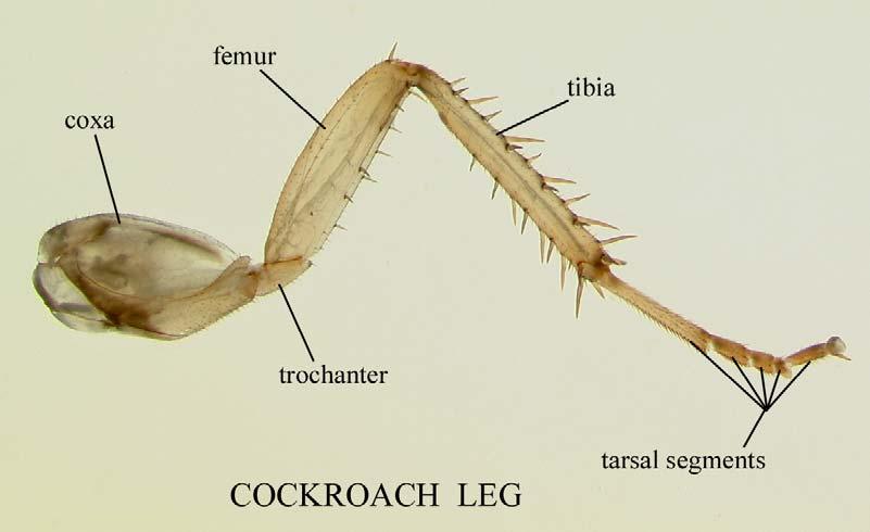 List the locomotion types associated with each of these modifications. 1. Cursorial = running 2. Raptorial = 3. Saltatorial = 4. Natatorial = 5. Fossorial = 6.