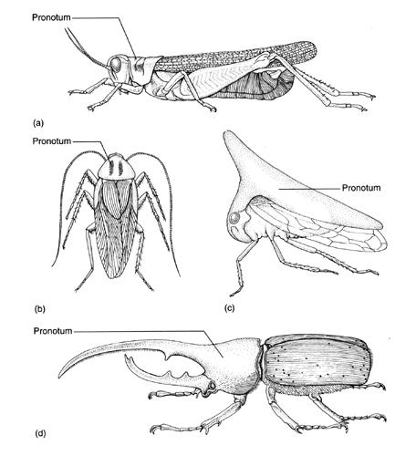 These are just some examples of how the same structure, in this case, the pronotum,