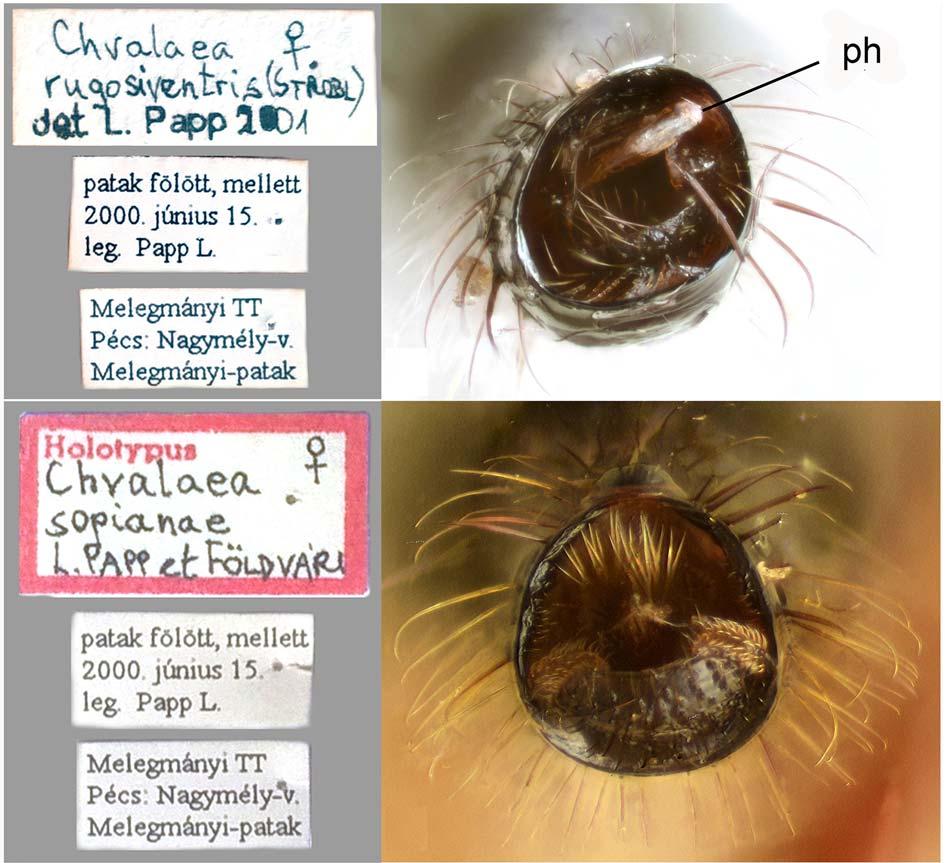 New data on the genera Allanthalia, Chvalaea and Leptodromiella 163 minute setae.