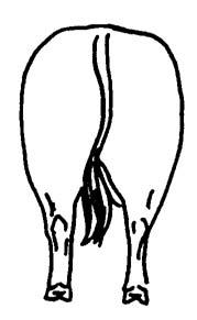 Correct Bow-Legged Cow Hocked Rear Leg: Correct Pastern Set Rear leg: Weak Pastern Correct Pastern Set Straight Front Leg Back at the Knee Buck-Kneed And Straight Front Leg