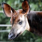 OKAPI Believe it or not, okapis actually are not part zebra! An okapi's color pattern is an adaptation for its natural forest habitat. Giraffes and okapis are close relatives.