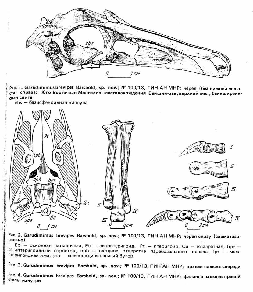 Fig. 1. Garudimimus brevipes Barsbold, sp. nov.; #100/13, GIN AN MNR: skull (without lower jaw) view from the right; Southeastern Mongolia, Bayshin-tsav, Upper Cretaceous, Bainshiereinsk suite.