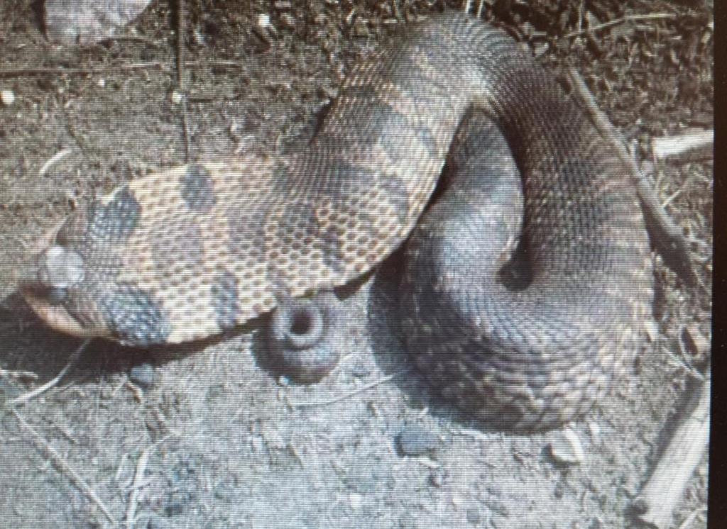 Identification Species of special concern Eastern Hog-nosed Western Wormsnake Lined Snake Eastern Plains Garter Snake Common Common