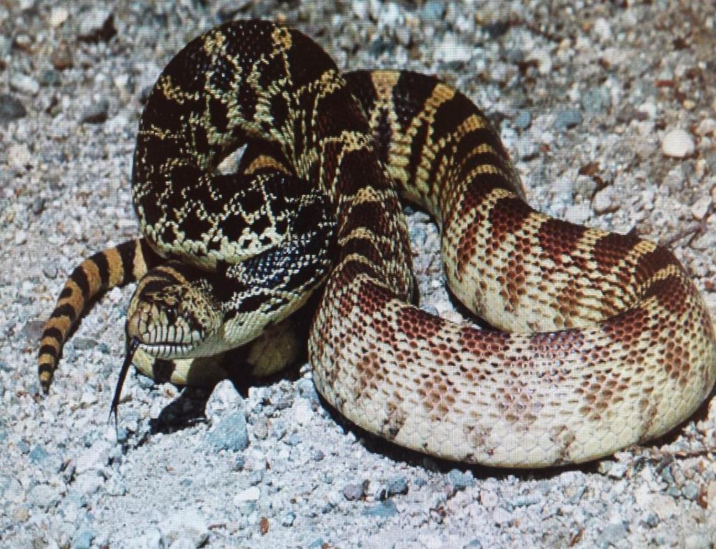 Bullsnake (Gophersnake) Pituophis melanolerucus or catenifer sayi 37-100 (3-8 )