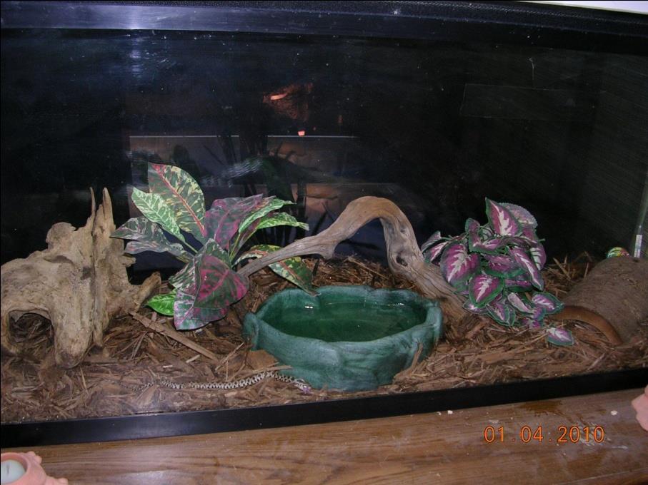 Snake husbandry For healthy snakes, highly recommend; illuminated
