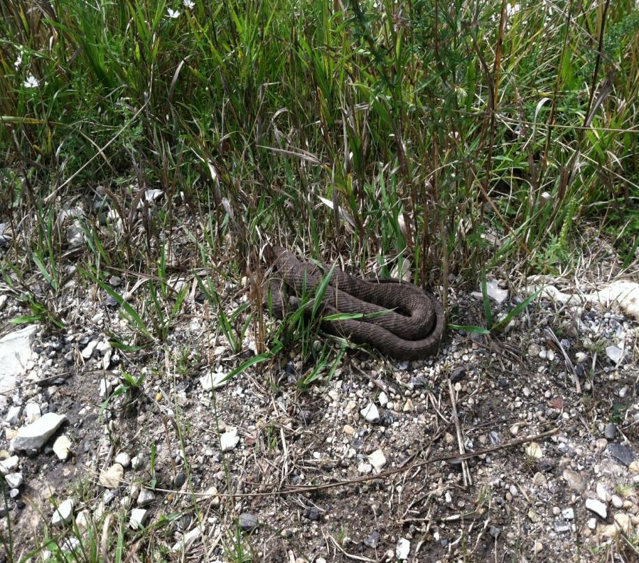 Wisconsin snake facts Active April- Oct.