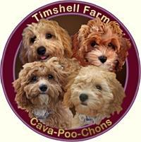 CAVA-POO-CHONS ~ 12-18 lbs. Timshell is the originator of this specialty triple-cross that is famous world-wide and often imitated by other breeders.