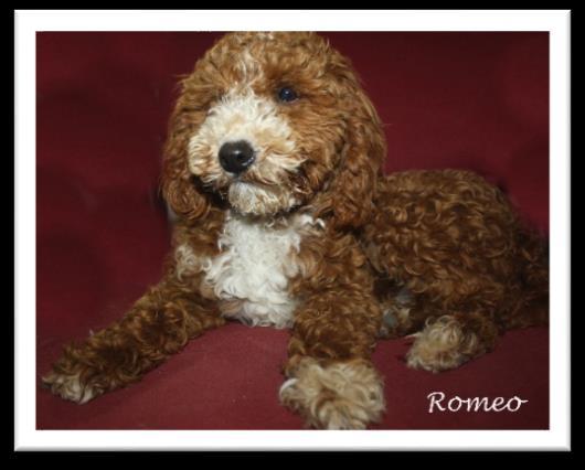 Our Sires - Below are our sires for Cava-Poo-Chons and Petite Goldendoodle puppies.