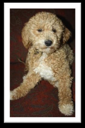 Romeo is our newest sire, a very rare, color-bred abstract purebred, AKC toy Poodle.