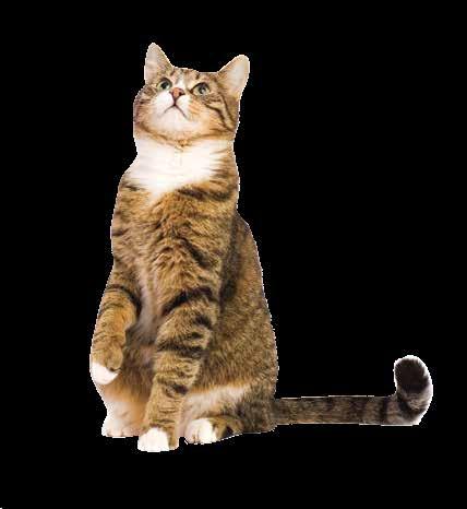 Your cat will thank you for choosing SmartCat Litter. SmartCat Lightweight Litter makes Rock Hard Clumps!
