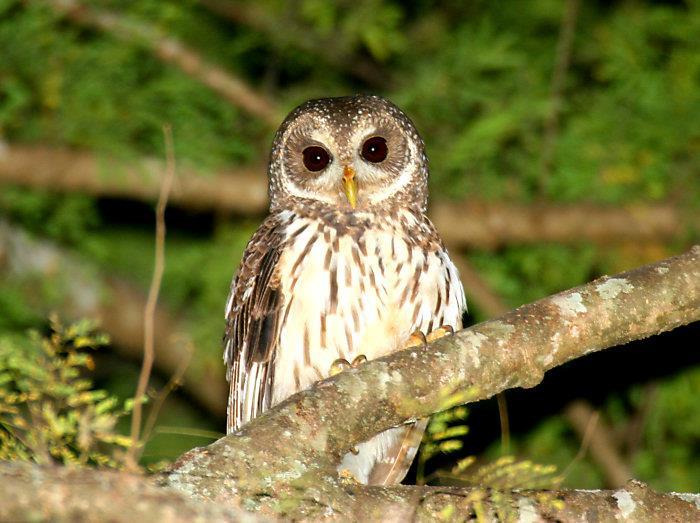 Ciccaba virgata (Mottled Owl) Family: Strigidae (Typical Owls) Order: Strigiformes (Owls) Class: Aves (Birds) Fig. 1. Mottled owl, Ciccaba virgata. [http://www.owling.com/mottled13.