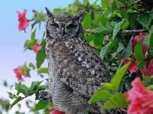 The Leisure Isle Spotted Eagle Owls The world bird species list is in the order of 10,000. The total species for South Africa is just over 700, this number comprises of residents and migrants.