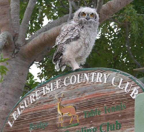 For a number of years a pair of Spotted Eagle Owls have nested in Steenbok Nature Reserve in the gum trees along Links Drive.