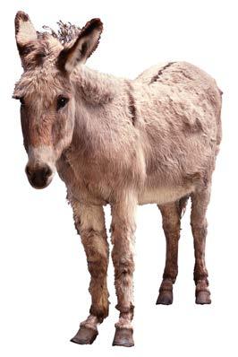 For example, female horses can be bred with male donkeys to produce mules.