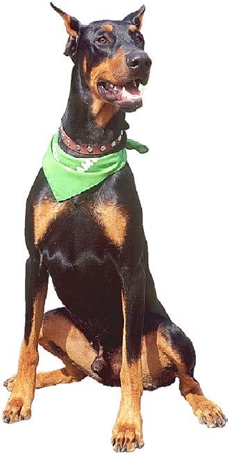 Dobermans were first bred by a German watchman named Louis Dobermann in the late 1890s.