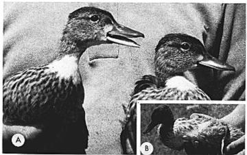 July 1976] General Notes 647 Fig. 1. Comparison of throat plumages of four juvenile Blue-winged Teal caught 7 August 1972 near Minnedosa, Manitoba. The bird on the right is normal.