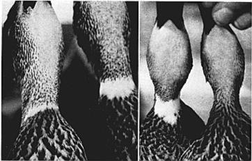 Although no measurements were taken, comparison of the photographs indicated that the white markings were wider in the North Dakota birds (20-30 ram) than in the Manitoba birds (3-15 mm).