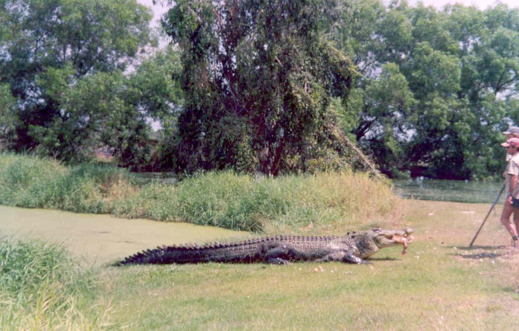 Figure 3: Keepers feeding a fowl to a crocodile at Darwin Crocodile Farm in NT to entertain tourists. The tourists are watching behind an iron-mesh fence but cannot be seen in this photograph.