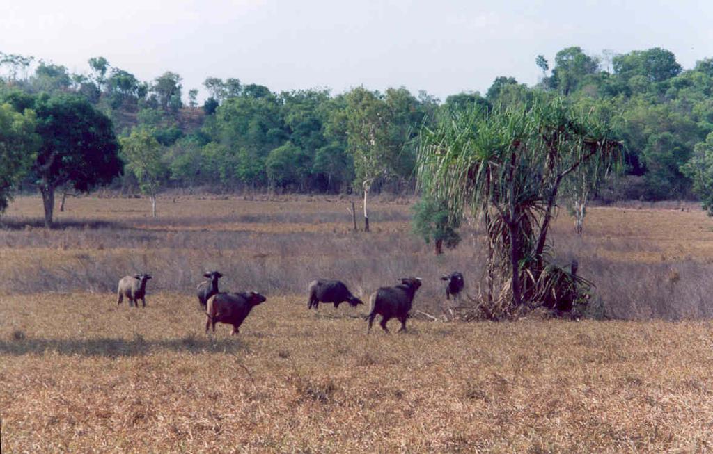Figure 4: These wild (feral) Asian buffaloes (Bubalus bubalis) were seen near the Mary River in the Northern Territory in an area where saltwater crocodiles are abundant.