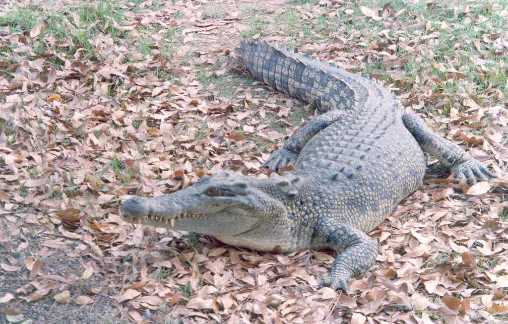 Figure 1: A photograph of an adult saltwater crocodile in the Northern Territory of Australia.