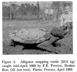 55 ALLIGATOR SNAPPING TURTLE in SE OKLAHOMA tected his spring beside the Mountain Fork River to hold it until the next day. I measured this culvert in 1996, and its dimensions are 91.