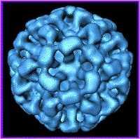 Noroviruses: Taxonomy ssrna virus (small); Family Caliciviridae Non-enveloped 5 distinct genogroups GI, GII, GIV associated with