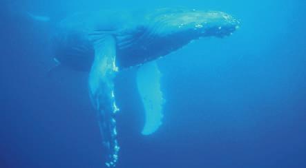 Why do so many whales lose their way? Scientists are not sure, but they have some ideas. It is hard for whales to see clearly underwater.