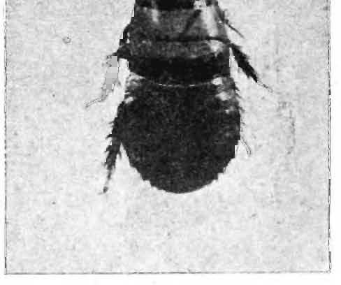Showing dorsal view of Trlchoblal,ta