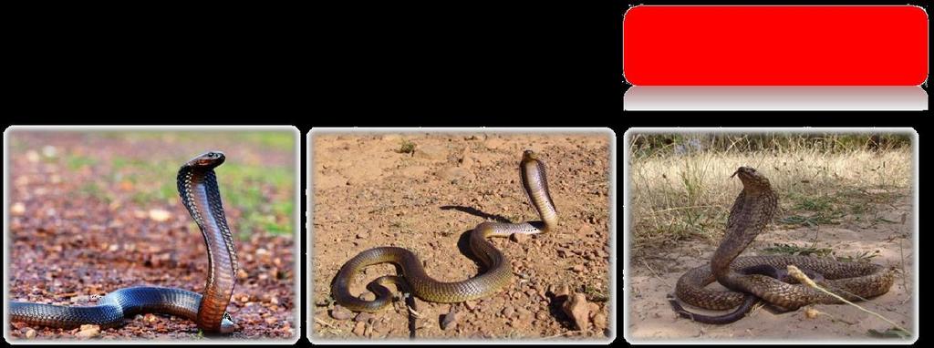 5.3 Cape Cobra VERY DANGEROUS The Cape cobra, Naja nivea, is most easily distinguished by its ability to spread a hood.