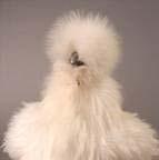 Other Breeds Silkie White Crested