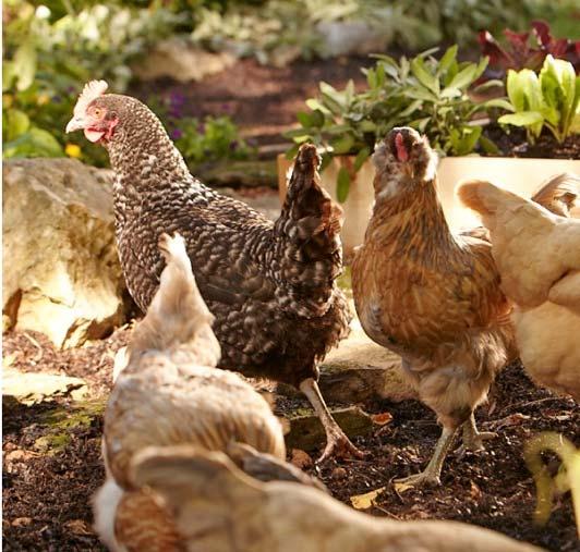 Pecking Order Chickens have a social order One hen will be dominant Remaining hens will fall into an accepted order below the
