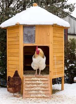 Protecting Chickens From Cold Like all other animals, chickens need food,