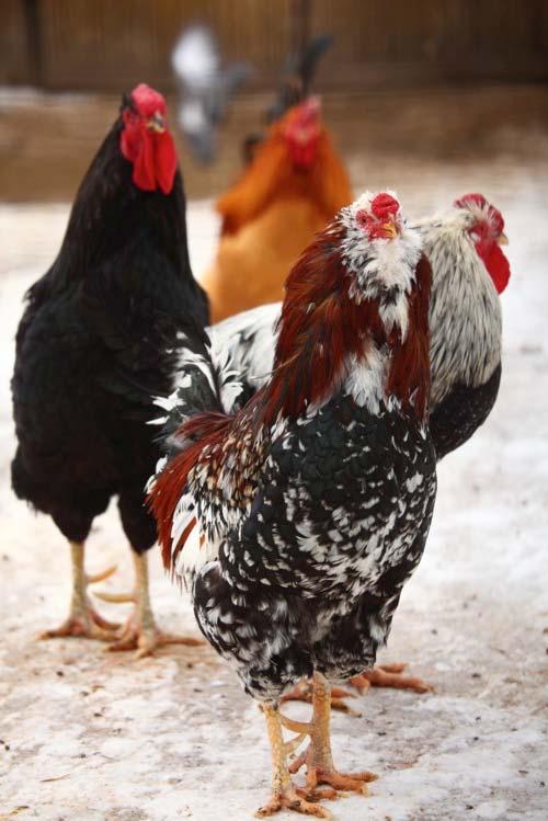 Winter Housing Chickens need personal space Scratching behavior Inside: 4 sq. ft.
