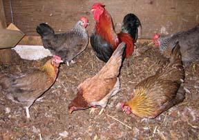 Winter Litter Providing deep litter in coops is very advantageous. Chickens excrete more waste at night.