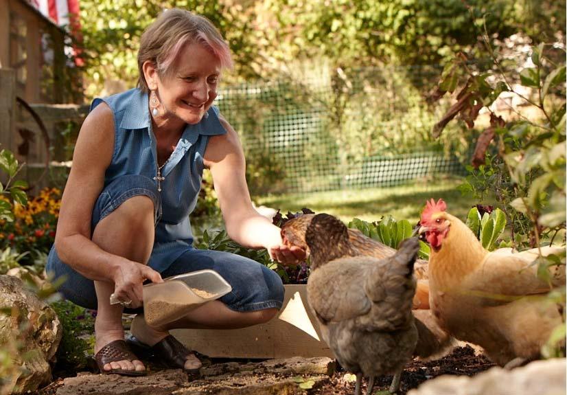 Raising Chickens Enhances Chickens Our Lives are fun to watch!