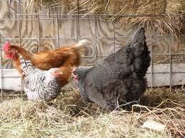 Winter Feeding Chickens eat to meet their energy requirement.